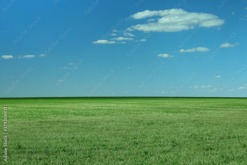 Beautiful landscape with green grass on sunny day