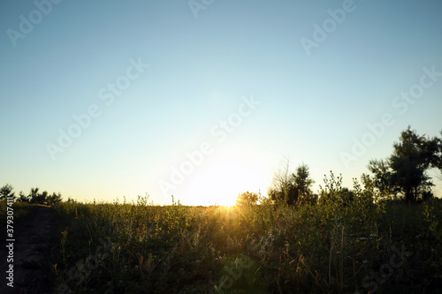 Beautiful field at sunrise. Early morning landscape © New Africa