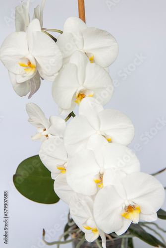 Fototapeta Naklejka Na Ścianę i Meble -  White Orchid flowers on a light background. White flower.