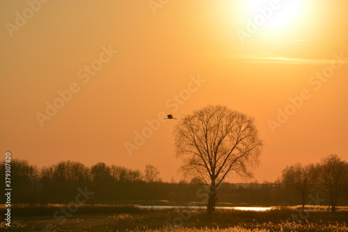 Wallpaper Mural sunset in the forest Torontodigital.ca