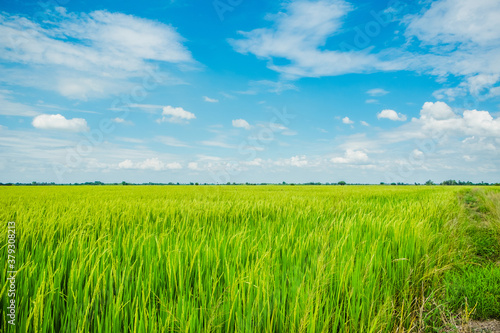 Beautiful view of agriculture green rice field landscape against blue sky with clouds background, Thailand. Paddy farm plant peaceful. Environment harvest cereal.
