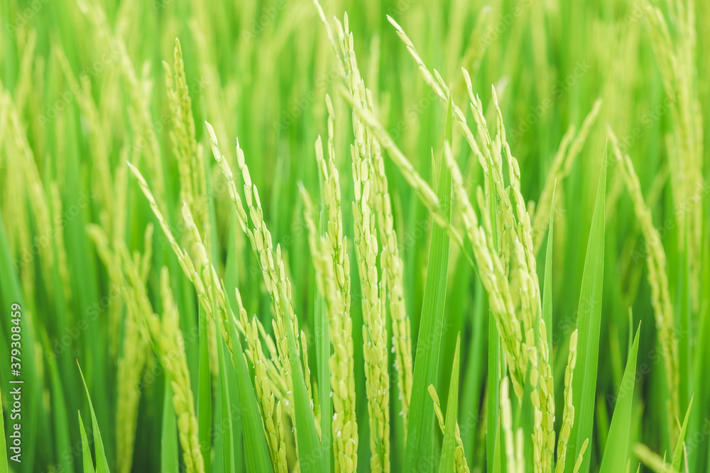 Close up beautiful view of agriculture green rice field landscape background, Thailand. Paddy farm plant peaceful. Environment harvest cereal. Close up beautiful view of agriculture green rice field landscape background, Thailand. Paddy farm plant peaceful. Environment harvest cereal.