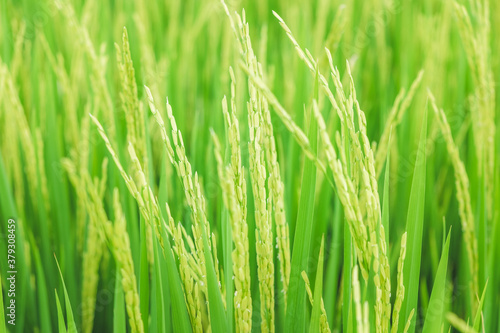 Close up beautiful view of agriculture green rice field landscape background, Thailand. Paddy farm plant peaceful. Environment harvest cereal. 