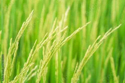 Close up beautiful view of agriculture green rice field landscape background, Thailand. Paddy farm plant peaceful. Environment harvest cereal. 