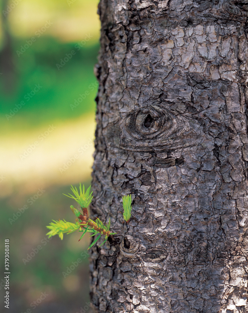 Obraz premium new bud on the tree