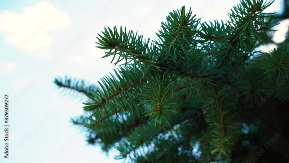 pine branch sways in the wind pine branch sways in the wind