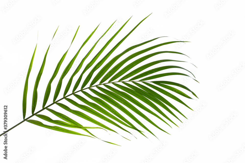 Obraz premium leaves of palm isolated on white background, summer concept, flat lay