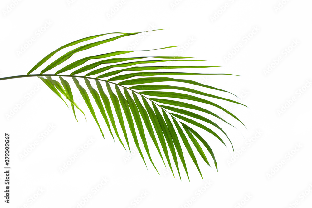 Green palm leaf isolated on white background, summer background