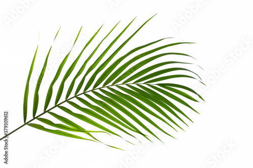 Fototapeta Naklejka Na Ścianę i Meble -  leaves of palm isolated on white background, summer concept, flat lay