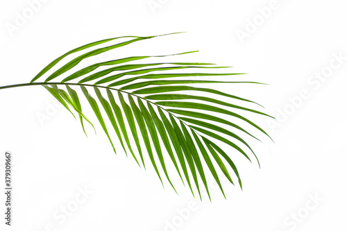 Green palm leaf isolated on white background, summer background