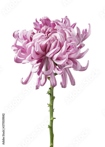 Beautiful flower Chrysanthemum grandiflorum  Vienna pink  isolated on white background.