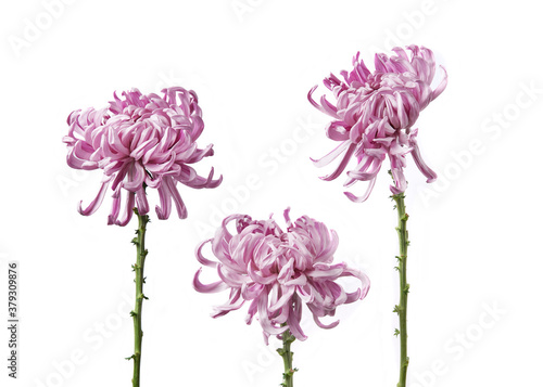 Photography Composition of three beautiful flowers Chrysanthemum grandiflorum Vienna pink isolated on white background