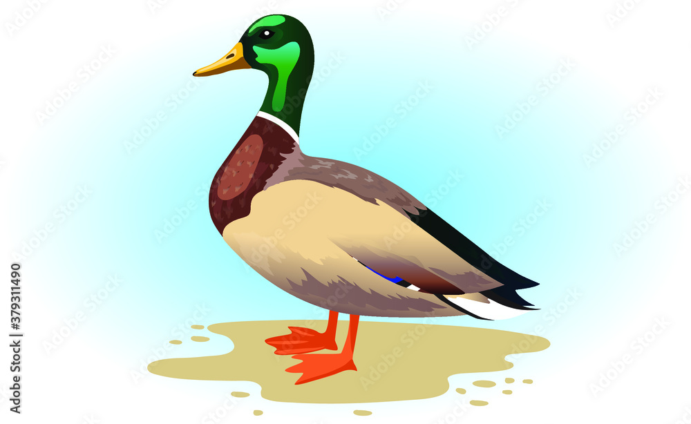 Obraz premium Duck bird on sand and blue background. Drake. Migratory bird. With a green head.