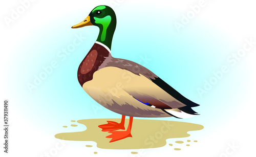Duck bird on sand and blue background. Drake. Migratory bird. With a green head.