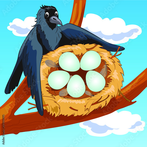 A crow sits in a nest with eggs on a branch against the sky. The clouds. Jackdaw.