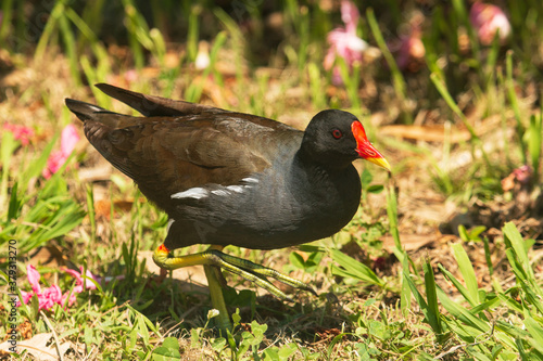 black bird with red beak