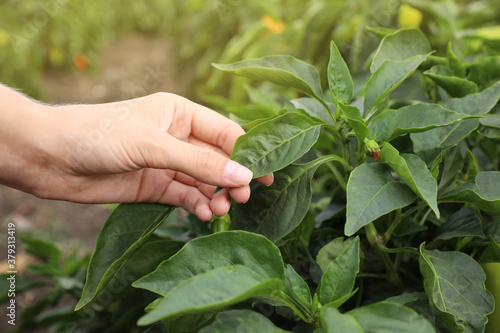 Woman picking bell pepper leaf in field, closeup. Agriculture industry