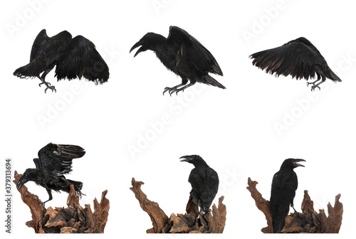 Collage with black ravens on white background