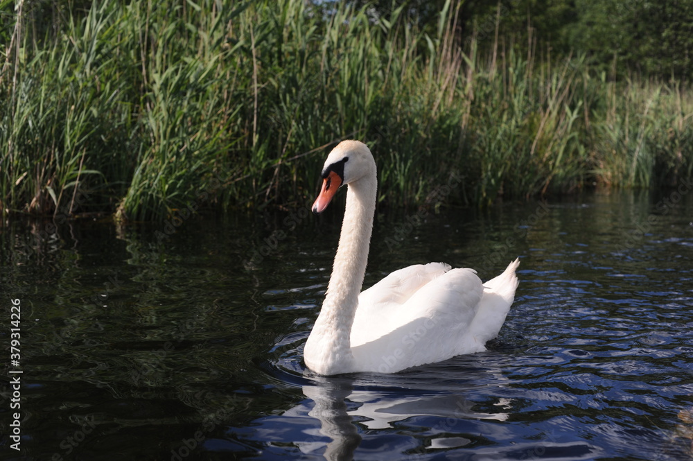 Beautiful white swans in an ecological river in north-eastern Poland in their natural habitat
