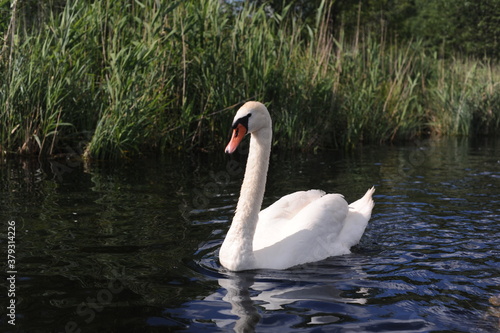 Beautiful white swans in an ecological river in north-eastern Poland in their natural habitat