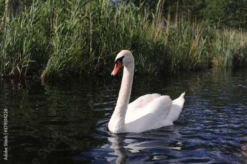 Beautiful white swans in an ecological river in north-eastern Poland in their natural habitat © piotrmilewski