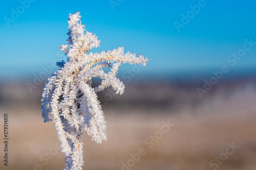 close-up of ice hoar frost on twigs on a blue sky background photo