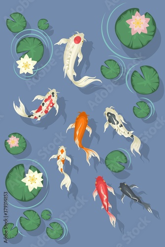 Koi fish swimming in pond with beautiful water lilies, flat vector illustration. Lake with decorative japanese carp fishes and lotus flowers, top view.