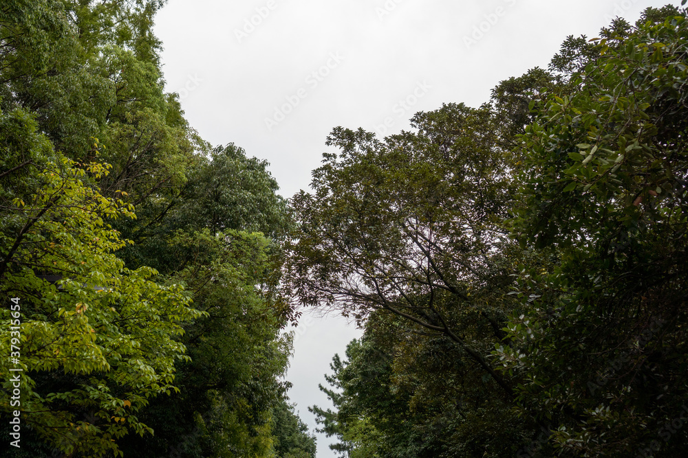 Obraz premium 新緑の中を落ちる木漏れ日