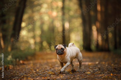 dog in autumn in nature. small pug in the park