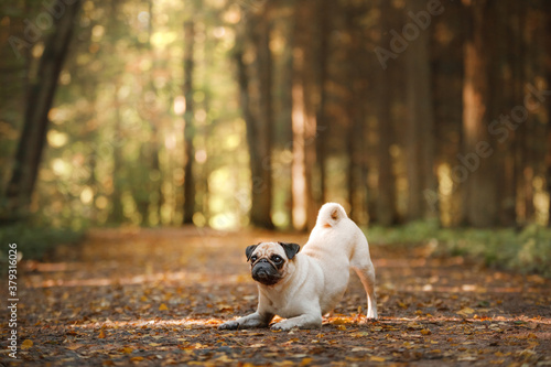 dog in autumn in nature. small pug in the park