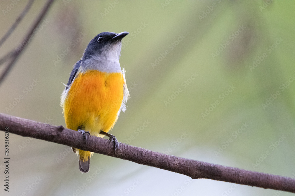 Fototapeta premium Orange-bellied Flowerpecker in thailand. 