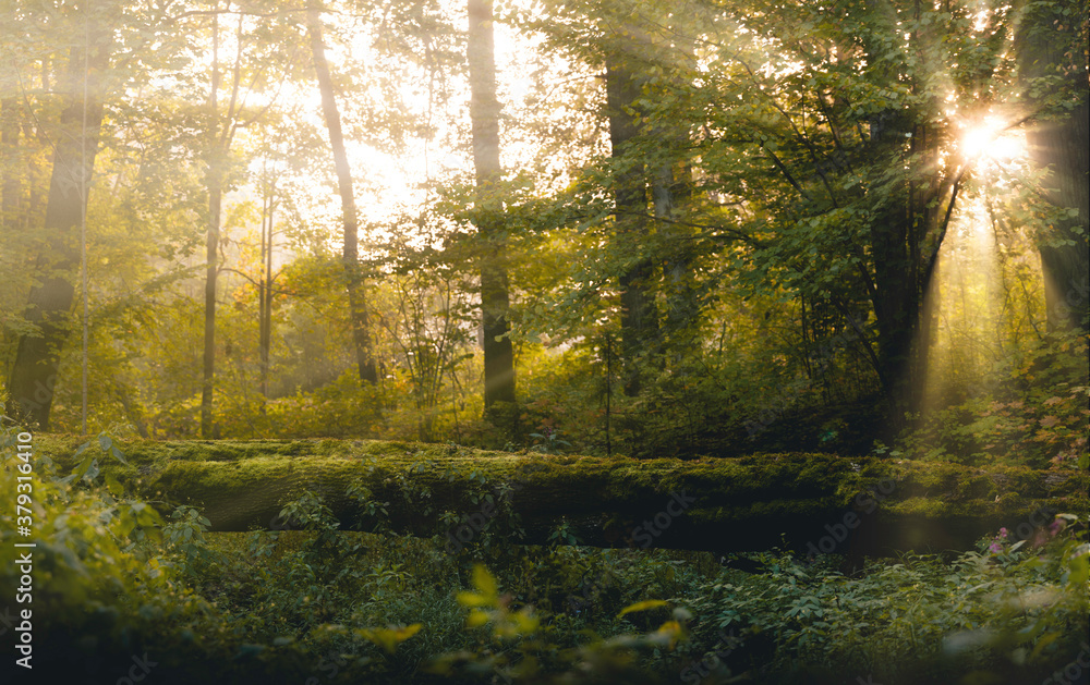 Obraz premium sunny forest