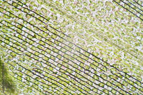 Cell structure Hydrilla, view of the leaf surface showing plant cells under the microscope for classroom education.
