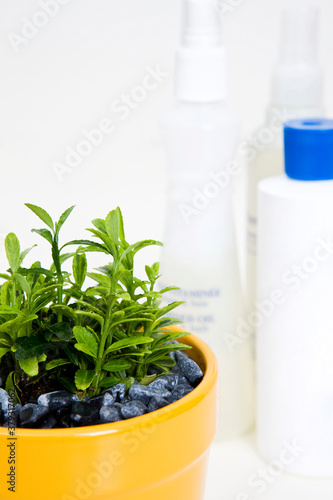 flowerpot and bottles © Image Republic