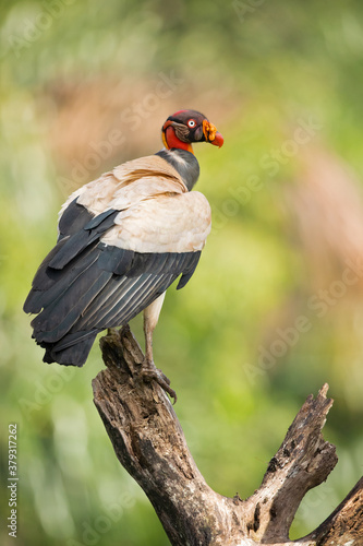 The king vulture (Sarcoramphus papa) is a large bird found in Central and South America. © Milan