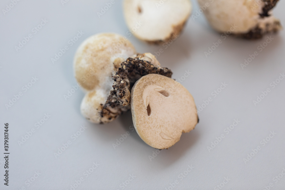 Volvariella volvacea (also known as paddy straw mushroom or straw mushroom) is a species of edible mushroom cultivated for education in Lab.