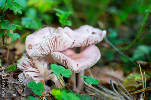 Mushroom called Mycena rosea in the autumn forest.