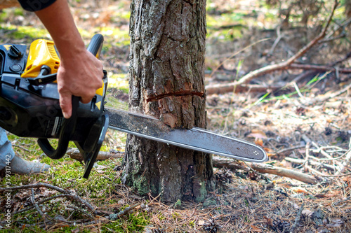 Sawing a young pine tree with a chainsaw. Tree bark incision. Close up of logging, cutting young trees