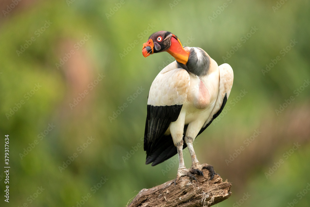 Fototapeta premium The king vulture (Sarcoramphus papa) is a large bird found in Central and South America.