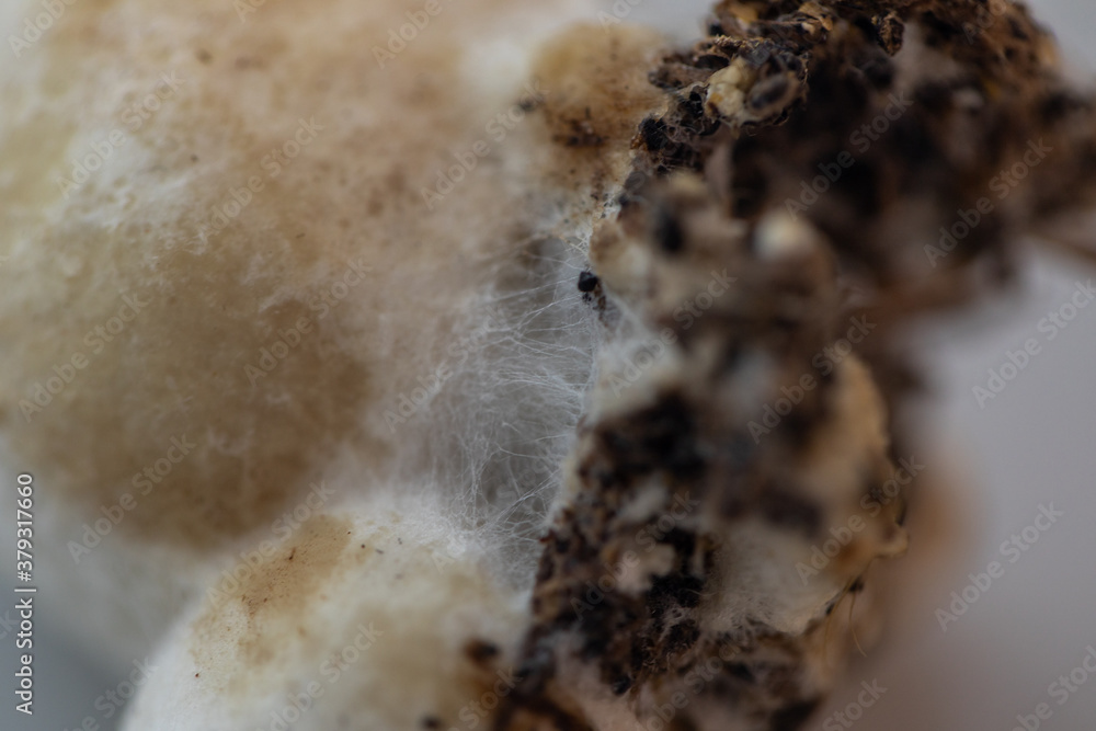 Volvariella volvacea (also known as paddy straw mushroom or straw mushroom) is a species of edible mushroom cultivated for education in Lab. Volvariella volvacea (also known as paddy straw mushroom or straw mushroom) is a species of edible mushroom cultivated for education in Lab.