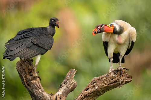 The king vulture (Sarcoramphus papa) is a large bird found in Central and South America.