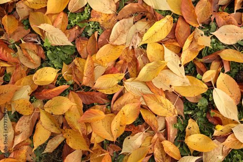 High angle shot of fallen leaves during the autumn photo