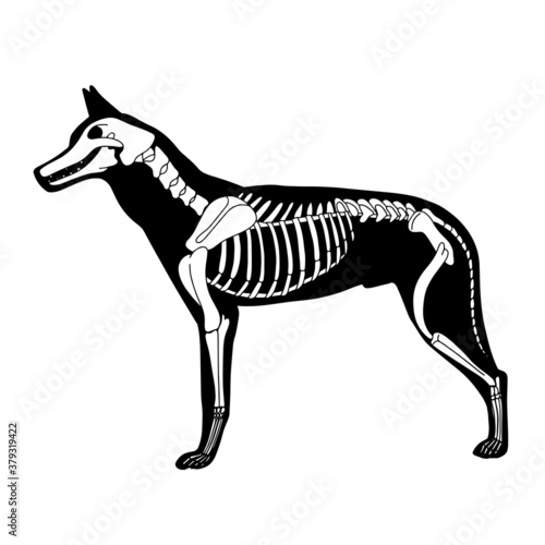 Vector dog skeleton. Bones anatomy poster  isolated on white background