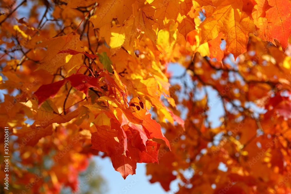 Red and yellow bright maple leaves against the blue sky. Autumn golden background Red and yellow bright maple leaves against the blue sky. Autumn golden background
