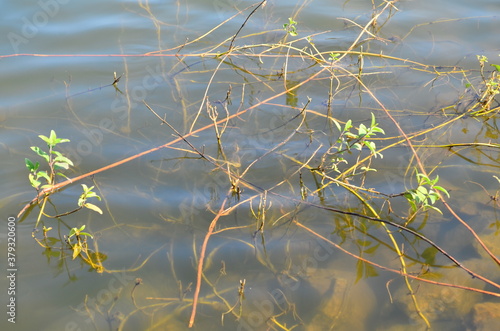 River Bamni near Ayodhya Hills, West Bengal