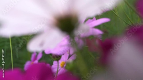 close up of purple daisy