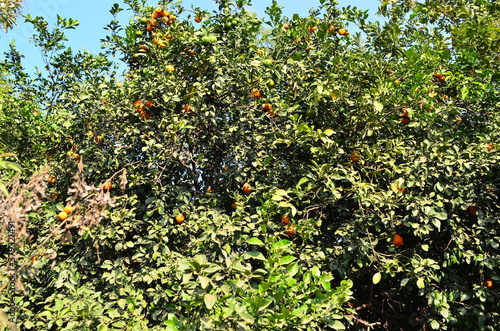 Orange Tree with fresh ripe oranges, spotted at Asansol in West Bengal.