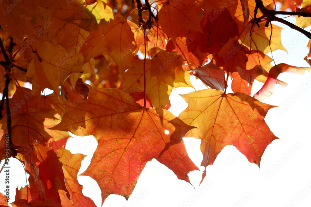 Fototapeta premium Red and yellow bright maple leaves against the blue sky. Autumn golden background