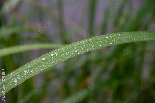raindrops on green grass close up