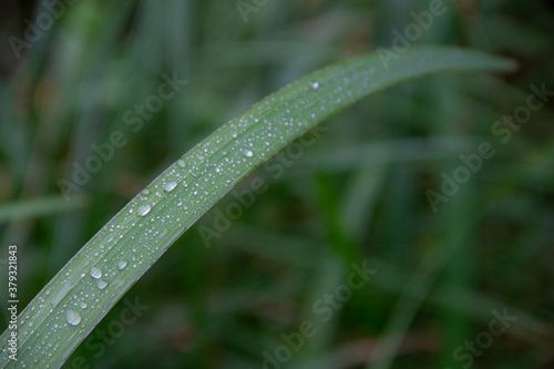 raindrops on green grass close up